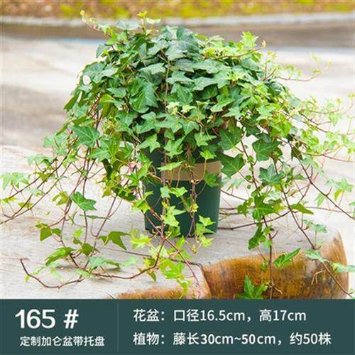 常春藤盆栽绿植防辐射吸甲醛心叶垂吊兰藤蔓植物长青藤办公室内