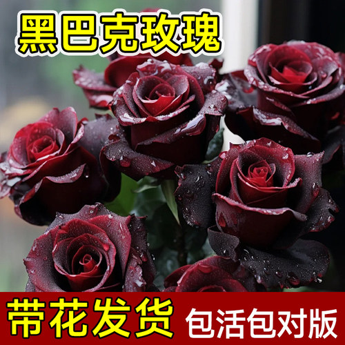 黑巴克丝绒玫瑰花苗月季苗盆栽老桩大苗带花苞阳台花卉植物四季开