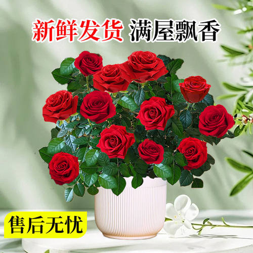 玫瑰花苗带花苞月季盆栽特大花蔷薇室内外庭院花卉绿植物四季花开