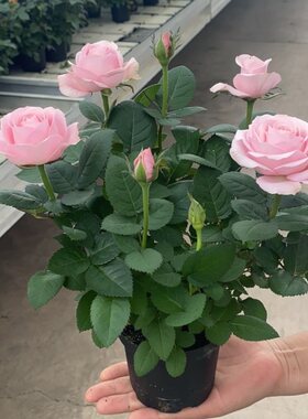 玫瑰花苗大花带花苞花卉观花绿植物盆栽月季蔷薇室内庭院阳台四季