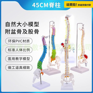 人.体脊柱模型1 1正骨脊椎模型颈椎腰椎人体骨骼模型彩色脊椎模