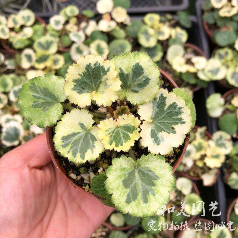 姬虎耳草 微型植物 假山草 日本迷你姬虎耳 微盆景七变化包邮