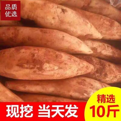 现货!云南天山雪莲果新鲜水果当季应季黄心特级9斤装大果红泥