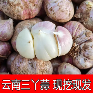 新鲜大理三丫蒜云南紫皮大蒜三瓣蒜干蒜头独头蒜同味农家自种疏菜