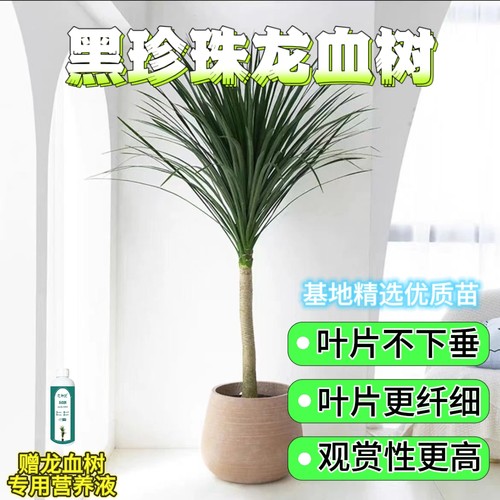龙血树黑珍珠小苗盆栽室内客厅办公室大型绿植土培耐旱好养活植物