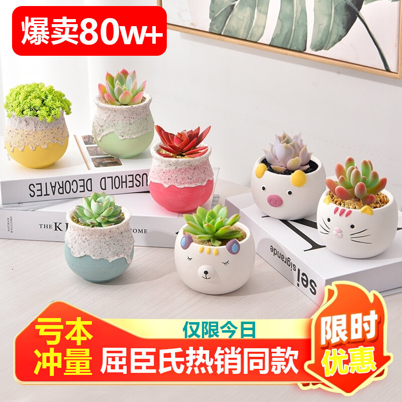 现货速发多肉植物组合小盆栽新手套餐花卉室内台含盆绿植好养易活