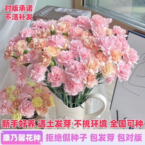 重瓣康乃馨种子四季康乃馨送母亲花庭院盆栽耐寒易活绿植花卉种籽