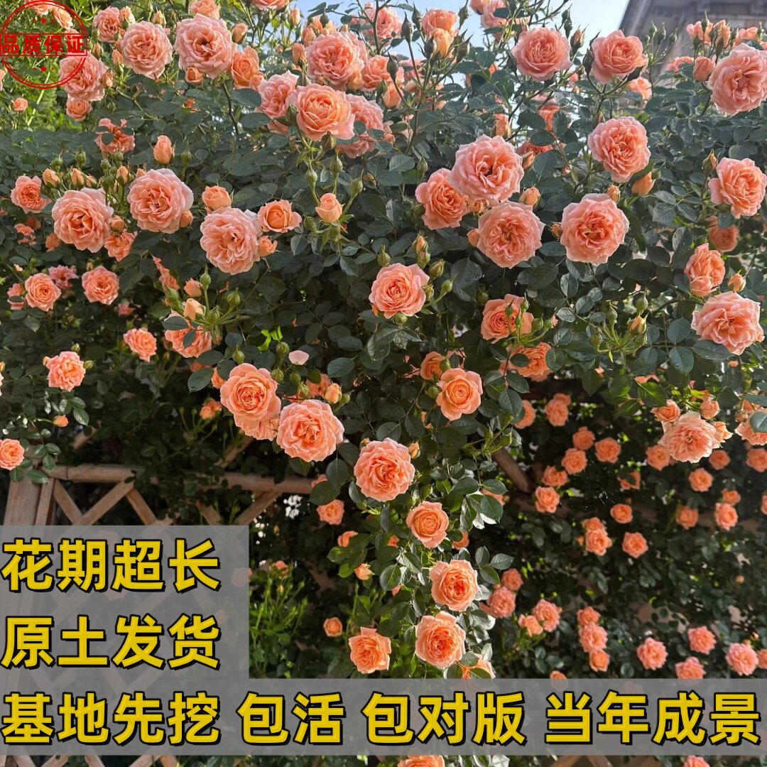 四季开花月季花苗爬藤特大花卉盆栽绿植玫瑰花苗果汁阳台藤本蔷薇