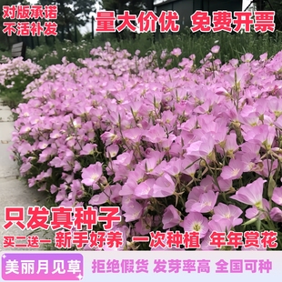 美丽月见草花种籽子多年生宿根易活四季播种开花庭院盆栽耐寒种孑