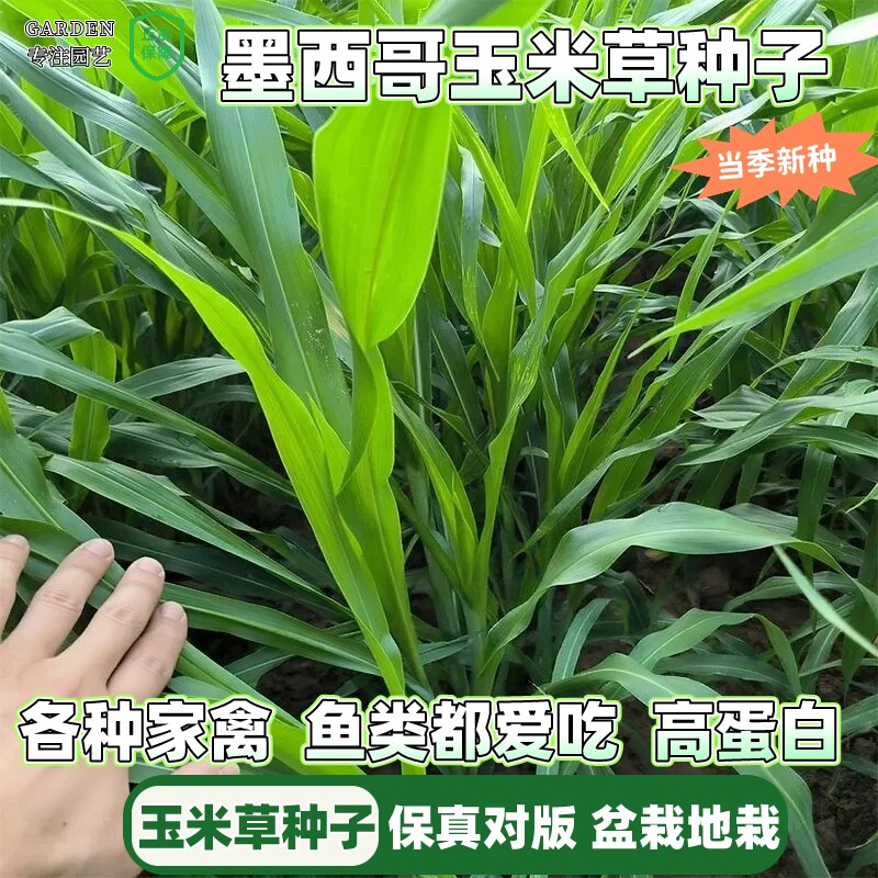 现货特惠墨西哥玉米草种籽包发芽