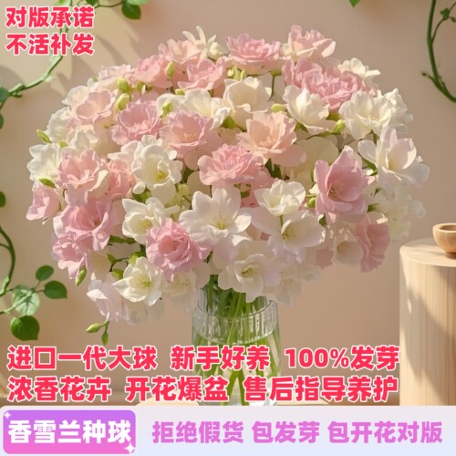 进口重瓣香雪兰种球包发芽包对版