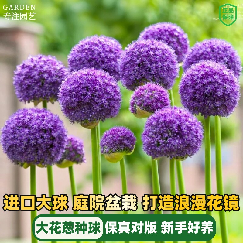 大花葱种球荷兰进口耐寒花卉阳台盆栽庭院地栽大葱花球根耐寒植物