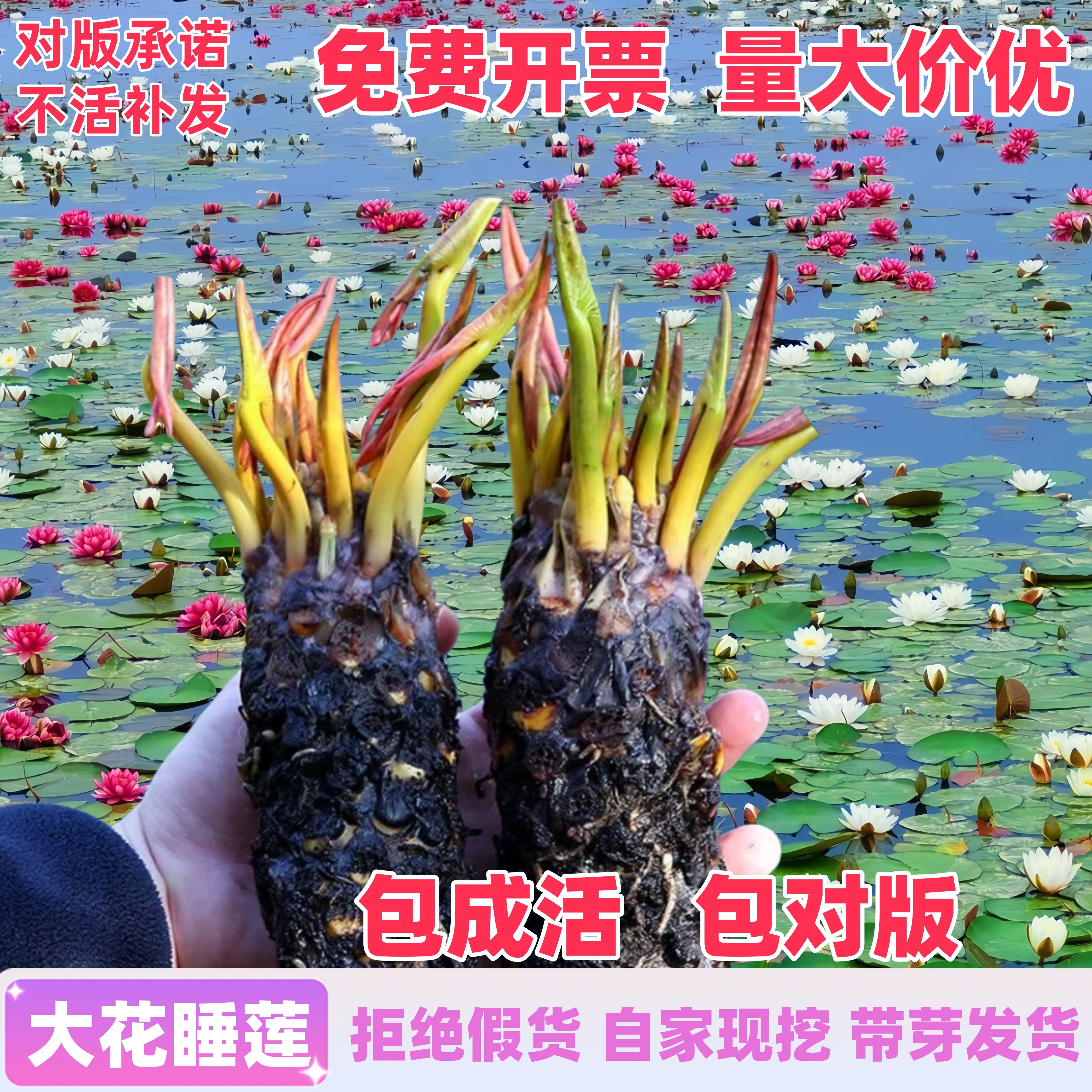 睡莲水培植物荷花带花水池塘莲花根块水养花卉盆栽碗莲花根茎带芽,鲜花速递/花卉仿真/绿植园艺,水生植物,淘宝优惠券,粉丝福利购,淘宝优惠卷