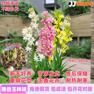 重瓣晚香玉种球根花苗夜来香多年生做切花卉阳台花盆栽地栽绿植物