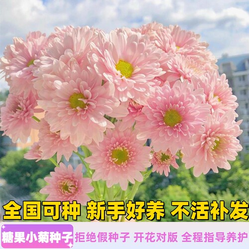 彩虹糖果小雏菊花种子籽四季播种室内室外花卉好养花易种活花籽