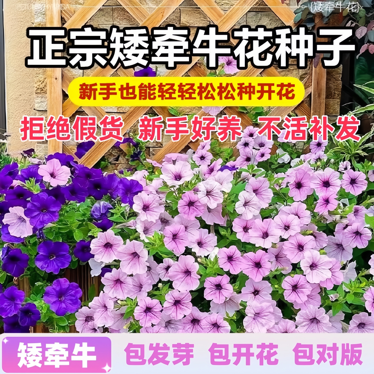 矮牵牛种子牵牛花种孑花种室内四季开花花草盆栽花卉植物花种籽子