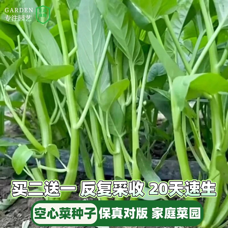 正宗高产三叉空心菜种籽柳叶通心菜种子四季阳台蔬菜种子盆栽菜园