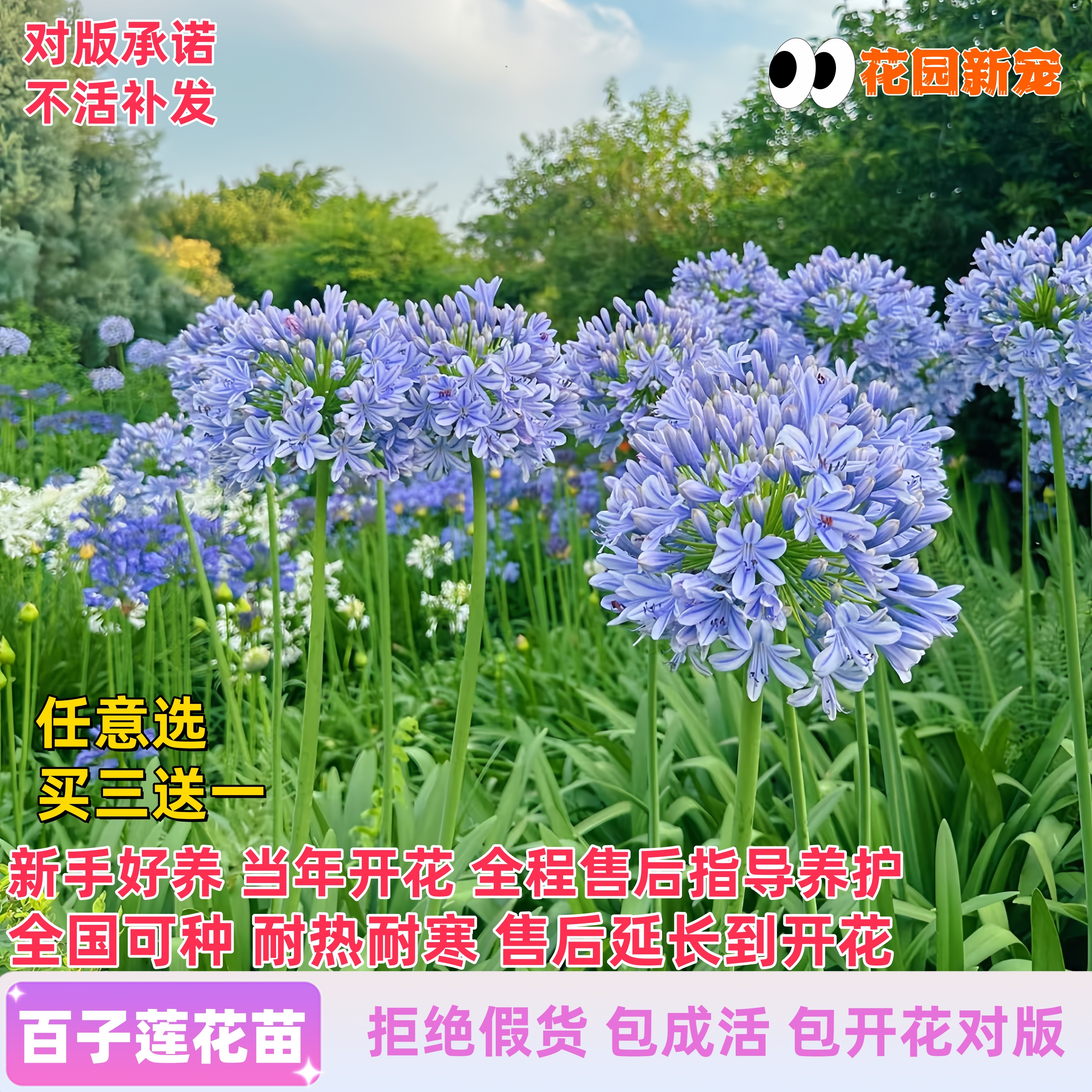 百子莲夏日之恋花苗多年生种球庭院阳台花卉根茎盆栽植物耐寒耐热,鲜花速递/花卉仿真/绿植园艺,时令草本花卉,淘宝优惠券,粉丝福利购,淘宝优惠卷