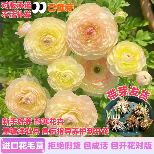 进口带芽花毛茛种球包开花包对版