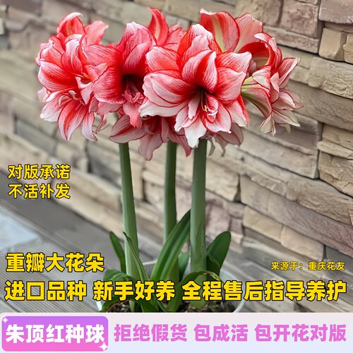 11年老店进口重瓣朱顶红包活对版