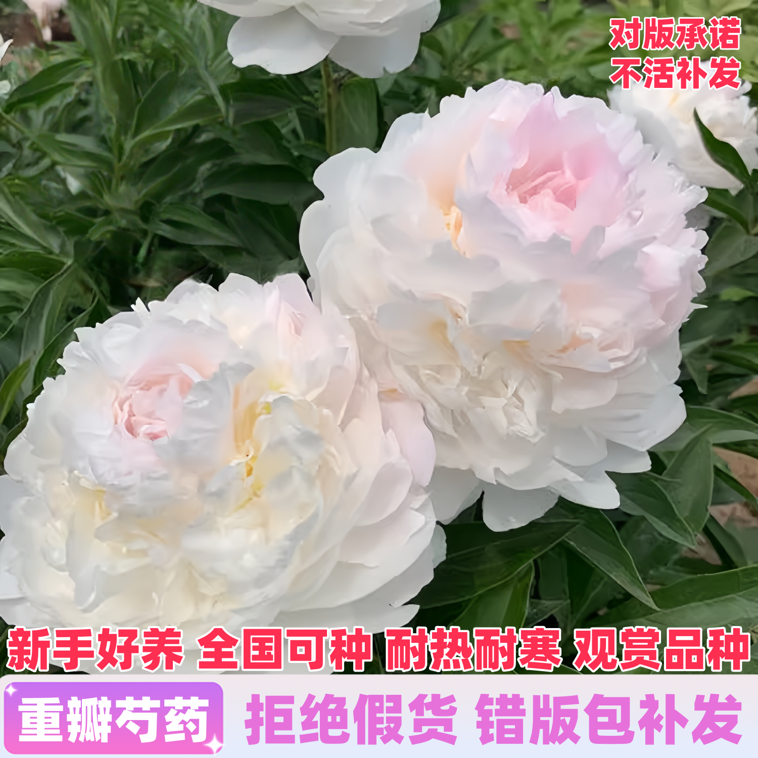 正宗重瓣观赏芍药包开花包对版