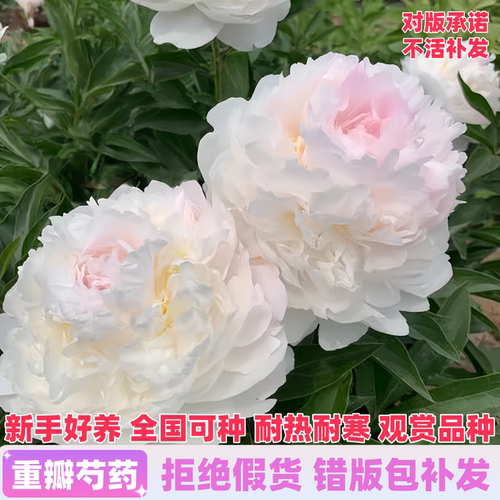 正宗重瓣观赏芍药包开花包对版