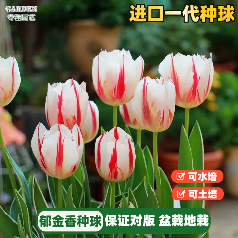 郁金香种球水培植物荷兰进口5度球桌面阳台盆栽花卉种子耐寒好养