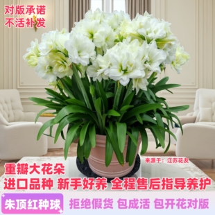 四季种植进口重瓣朱顶红种球阿弗雷室内室外阳台庭院花卉绿植盆栽