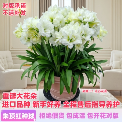 重瓣大花朵朱顶红种球包开花对版