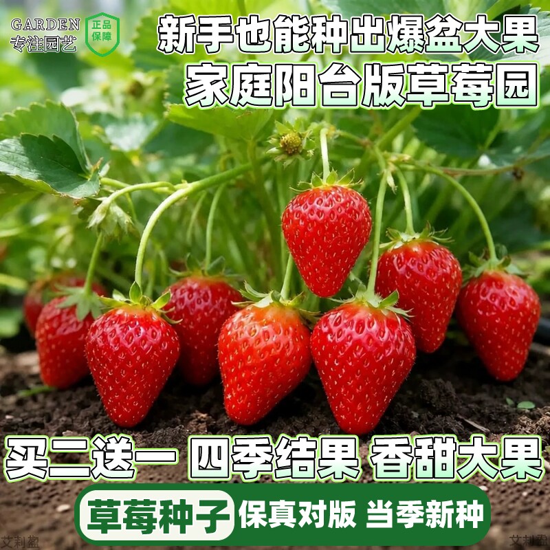 草莓种籽子丹东99四季结果奶油草莓苗水果种籽蔬菜种籽大全种子孑