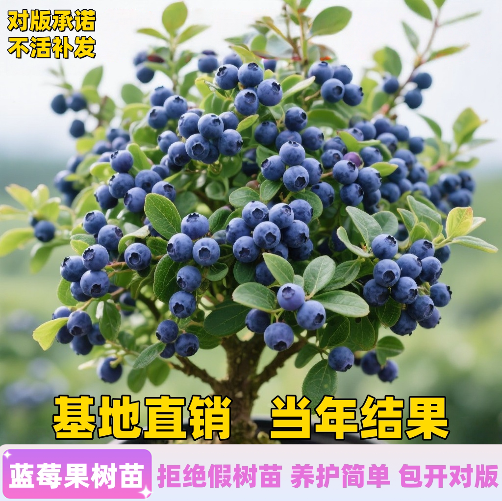 蓝莓树果苗盆栽带果带花苞花香苗庭院地栽南方北方种植特大号果树