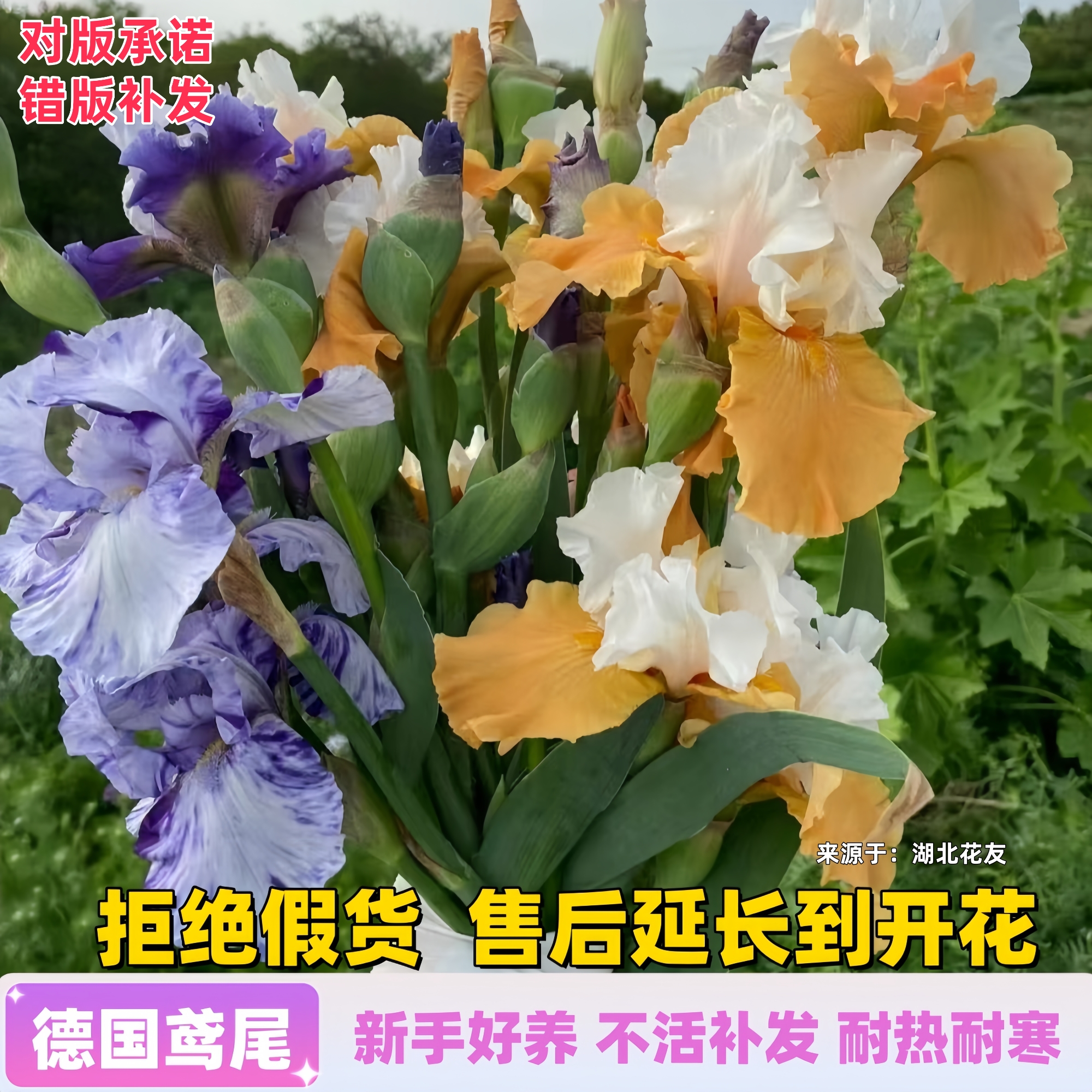德国鸢尾种球根块进口鸢尾脸红花苗耐热寒阳台盆栽地栽花卉绿植物