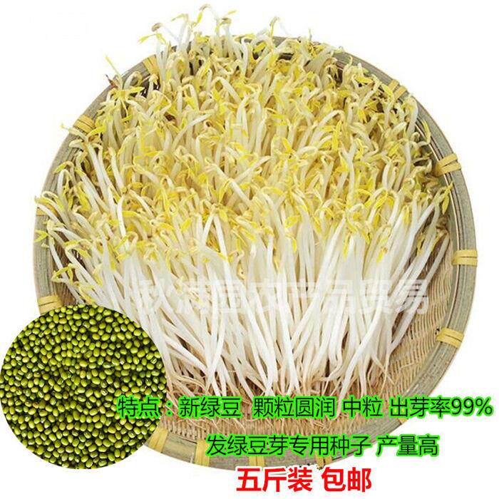 新绿豆发绿豆芽专用绿豆芽豆绿豆芽发豆芽芽豆苗农家绿豆1斤包邮