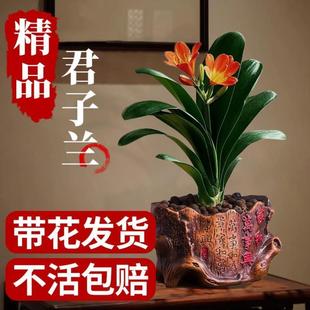 水培好养多肉 君子兰盆栽花卉绿植物室内客厅带花苞大苗国宝级四季