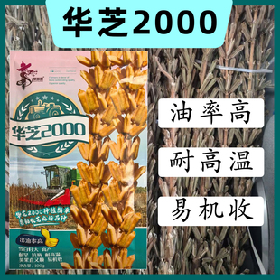 华芝2000白芝麻种子耐高温抗病抗旱耐涝出油率高可机收芝麻种籽