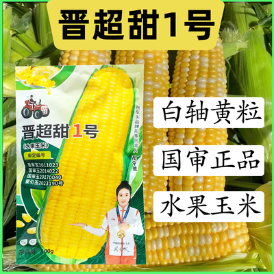 晋超甜1号鲜食水果玉米易种植国审甜玉米大棒型皮薄无渣玉米种子