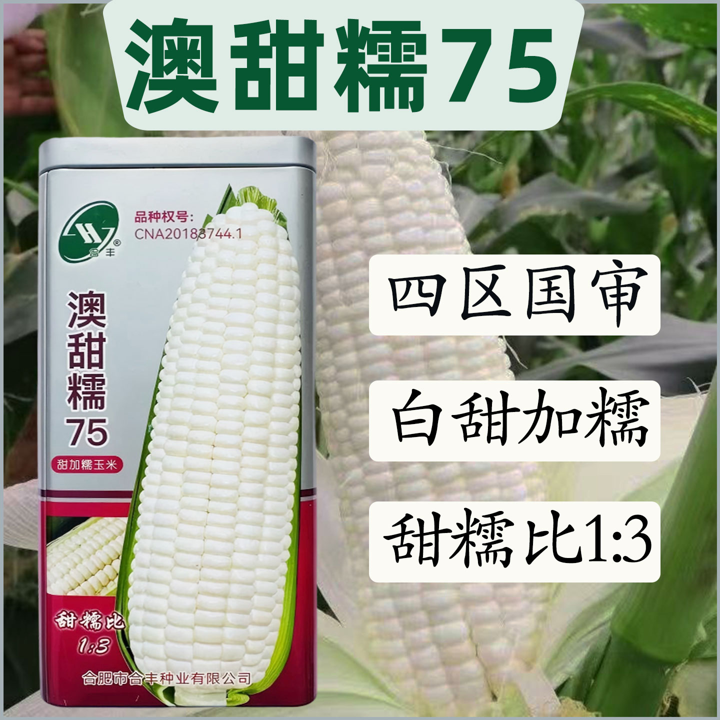 澳甜糯75早熟大棒甜糯玉米种子图片