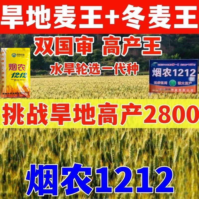 烟农1212小麦原种大穗抗倒抗病矮秆抗冻小麦种子优质原装正品
