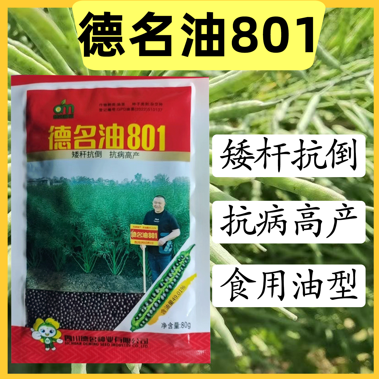 德名油801 油菜种子 矮杆抗倒抗病高油高产抗寒油菜秋冬油菜种籽