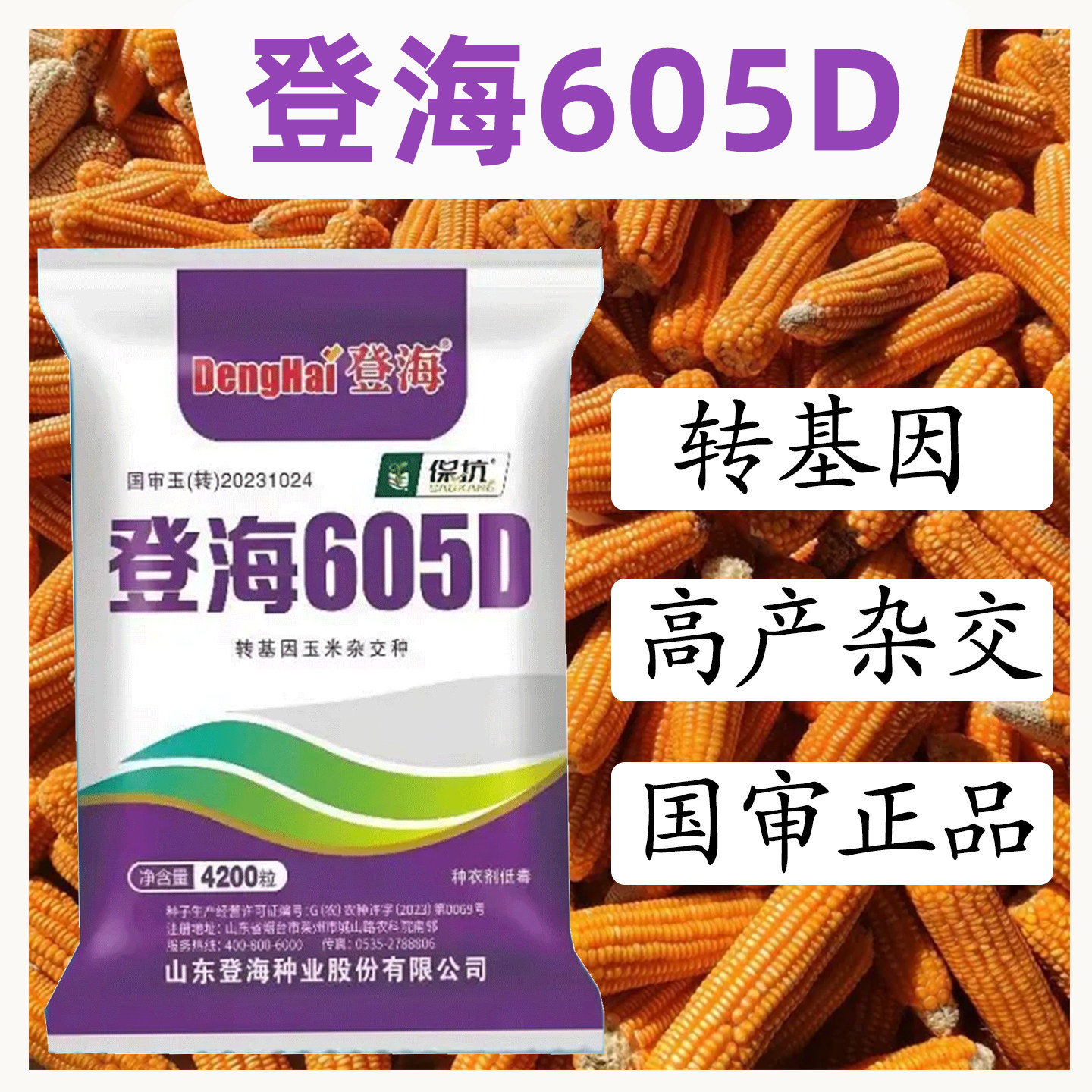 登海605D玉米种子转基因玉米种子抗草甘膦抗虫抗病高产正品玉米种