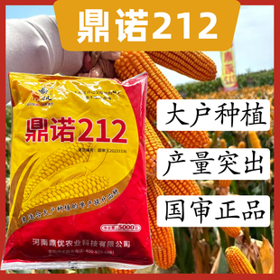 鼎诺212国审杂交玉米种子高产抗病抗倒高产稳产红轴大棒玉米种子