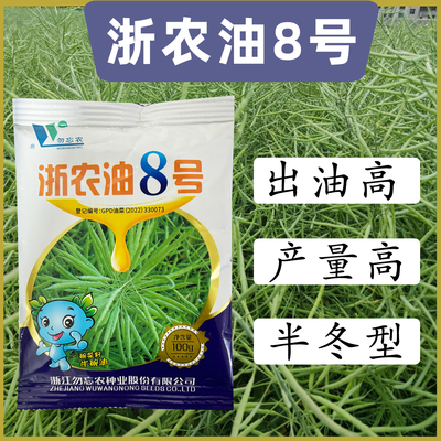 浙农油8号高产油菜籽结荚多矮杆