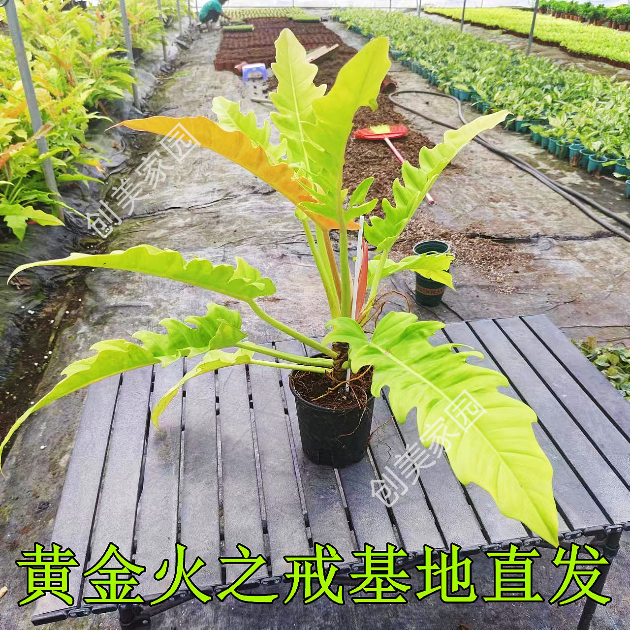 黄金火之戒蔓绿绒室内净化空气图片