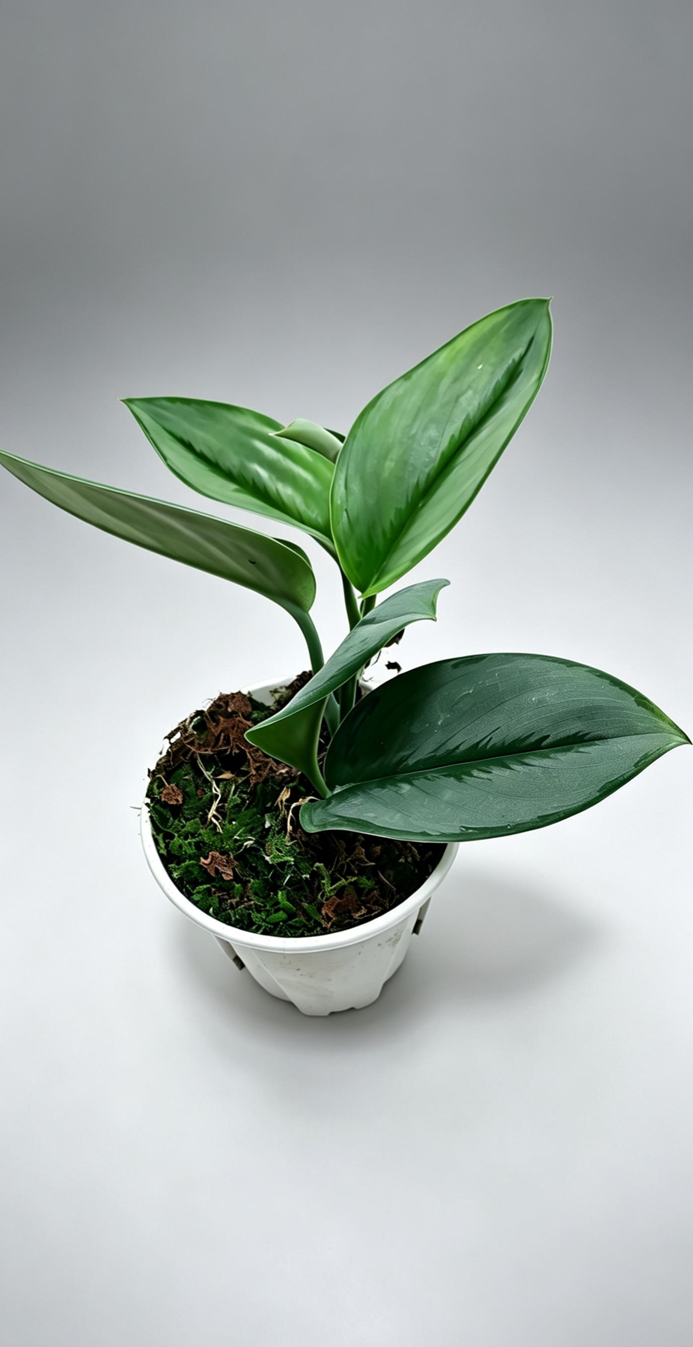 蓝月光藤蔓绿绒好养特色高级感热植观叶爬藤垂吊室内耐荫桌面绿植图片