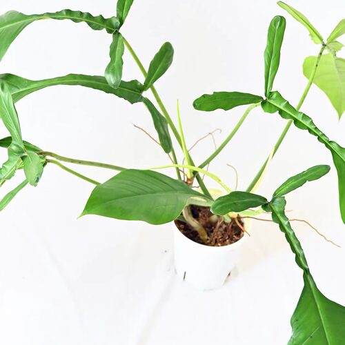 螳螂腿蔓绿绒室内网红大叶植物