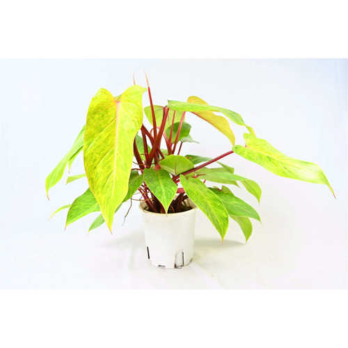 油画女郎蔓绿绒热植室内桌面观叶彩色攀爬绿植盆栽植物耐荫好养