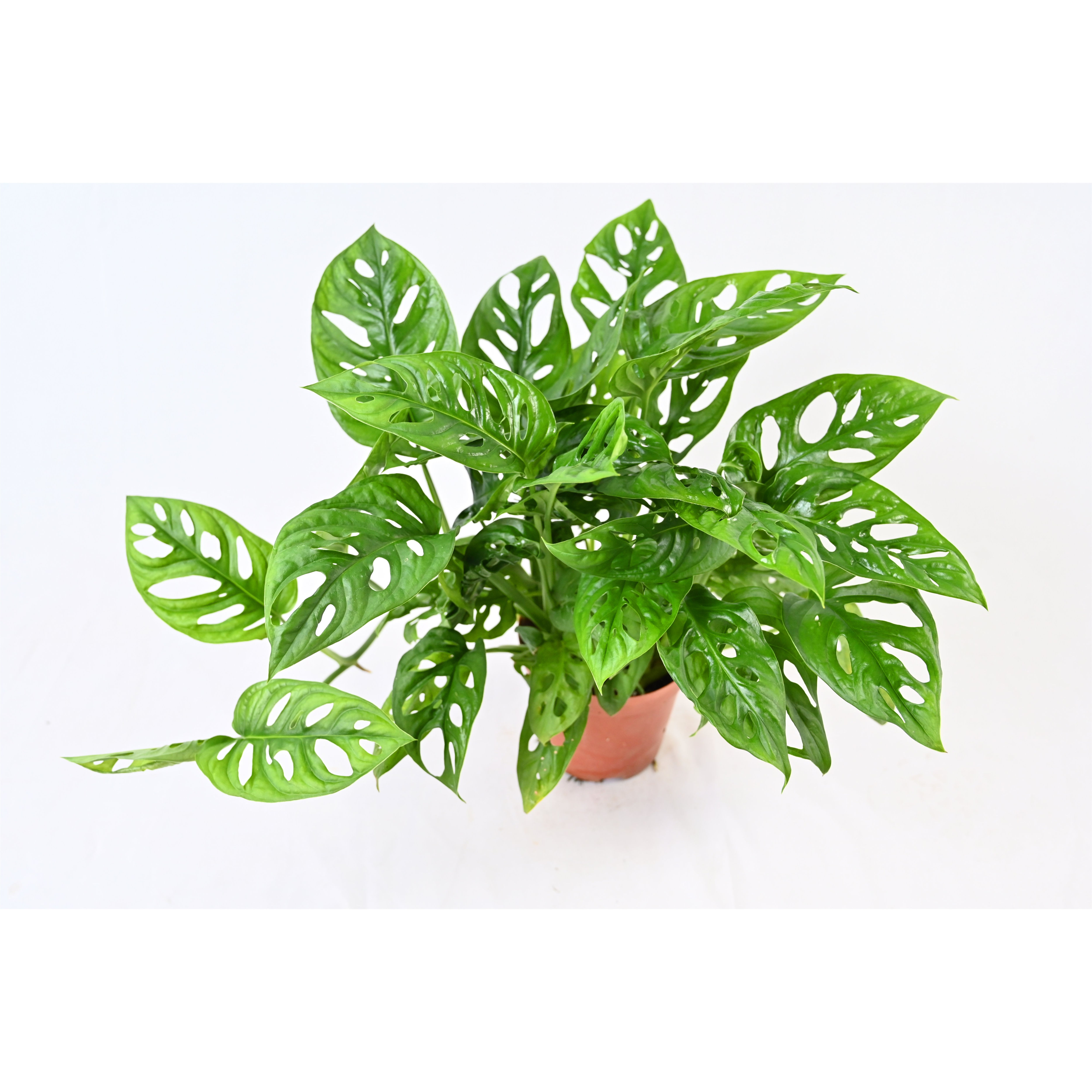 仙洞龟背竹爬藤盆栽网红室内植物
