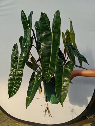 网红热植橙柄蔓绿绒室内好养观叶大号老桩植物花盆水培绿植盆栽
