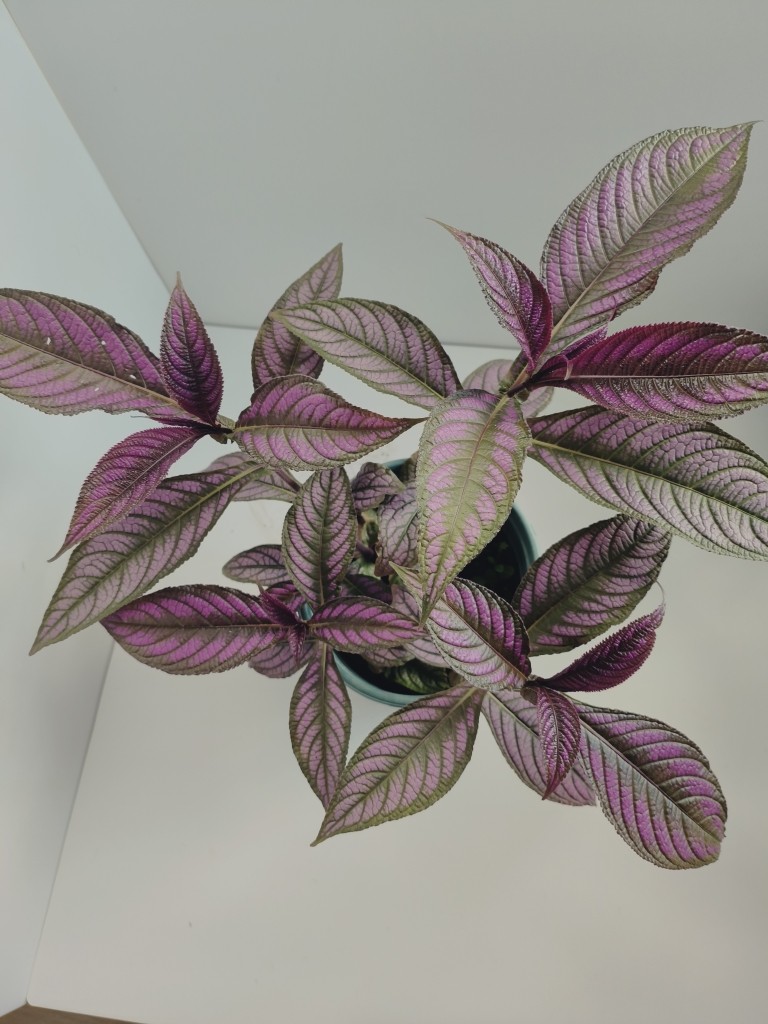 波斯红草 背耳叶马蓝 耐阴耐热 多年观叶粗生好养超划算绿植盆栽