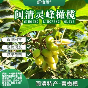 鲜怡芳闽侯闽清橄榄新鲜现摘灵峰橄榄生吃水果香脆回甘无添加煲汤
